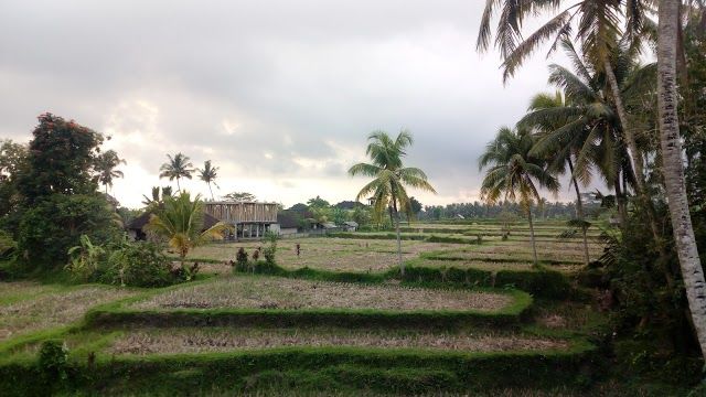 Petulu Heron Bird Colony Watch Point